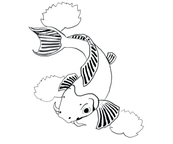 600x500 Images Of Drawings Of Fish Fish Picture Drawing Pictures Of Koi