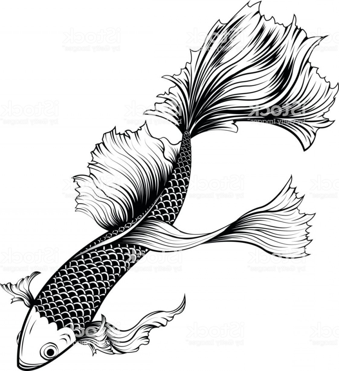 1122x1228 Koi Fish And Chrysanthemum Tattoo