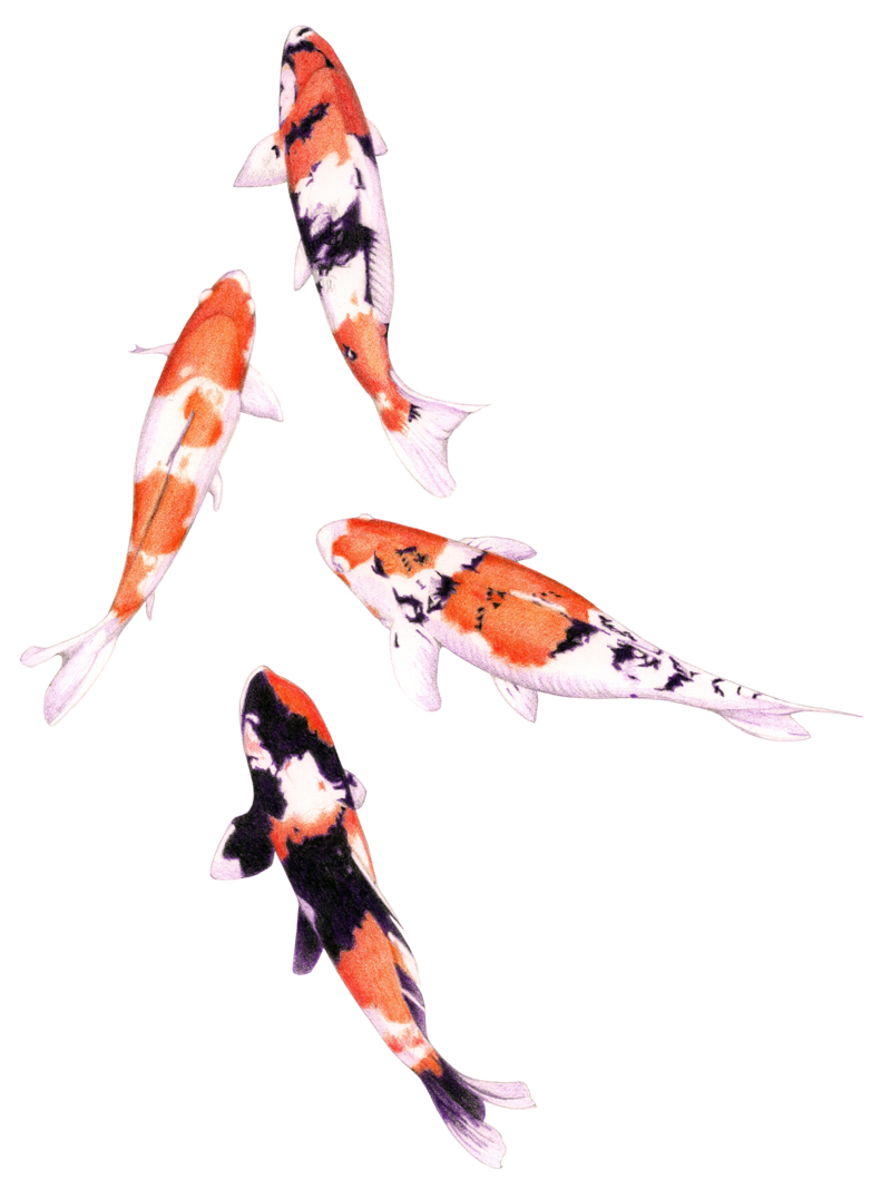 800x1068 Drawing Chinese Goldfish Transparent Png Clipart Free Download