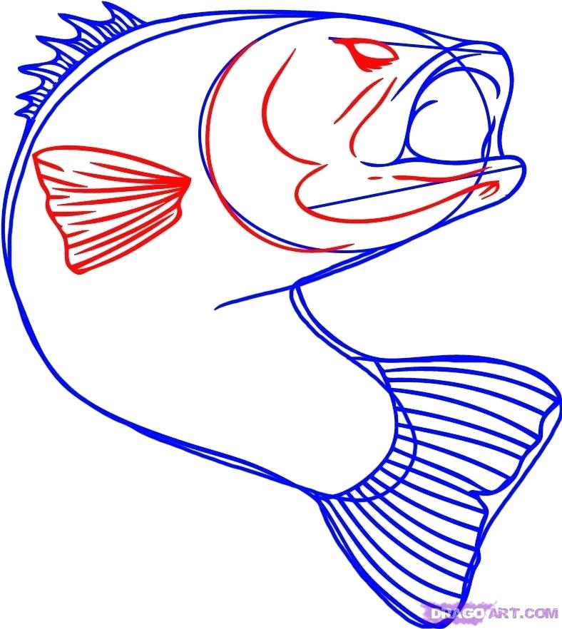 788x882 Fish Drawings Step