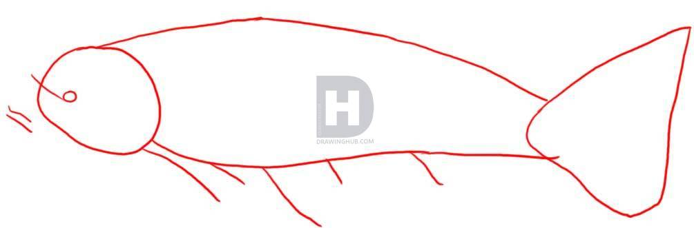 1005x331 How To Draw A Koi Fish, Step