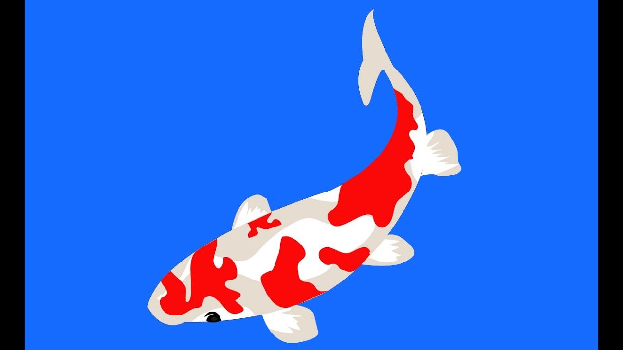 1280x720 How To Draw Koi Fish With Pentool In Adobe Illustrator