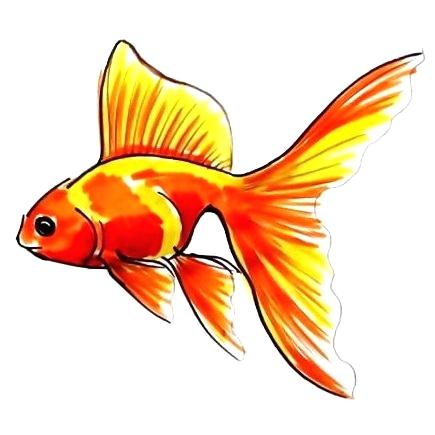 435x435 Fish Drawing Easy Medium Size Of Dolphin Drawing In Water Tutorial