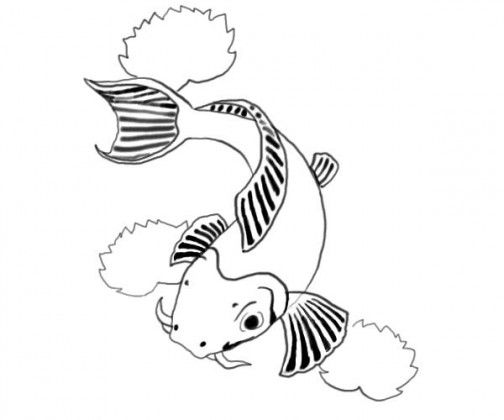 504x420 Koi Fish Drawing Tutorial