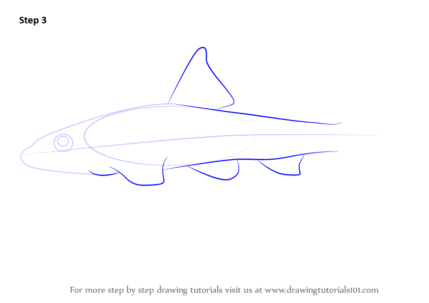 843x596 Learn How To Draw A Gudgeon Fish