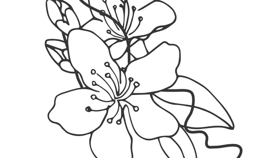 960x544 Peach Blossom Coloring