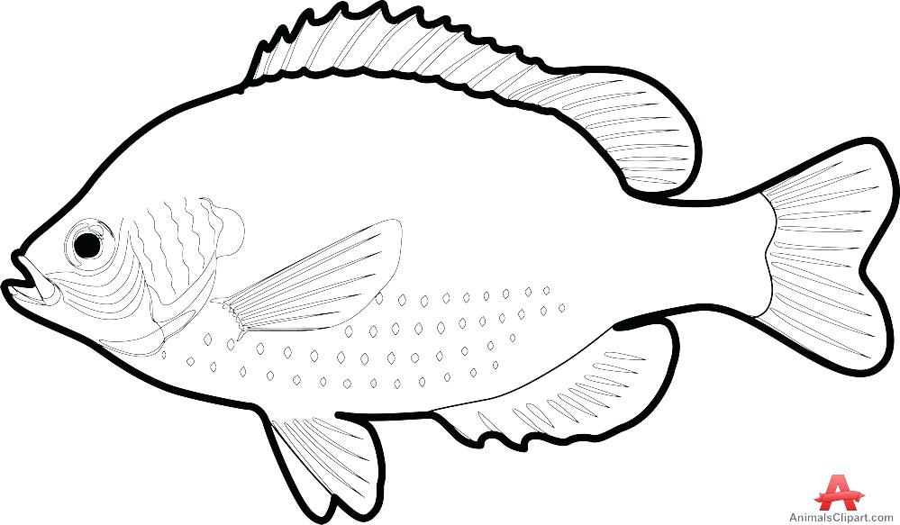 Koi Fish Outline Drawing | Free download on ClipArtMag