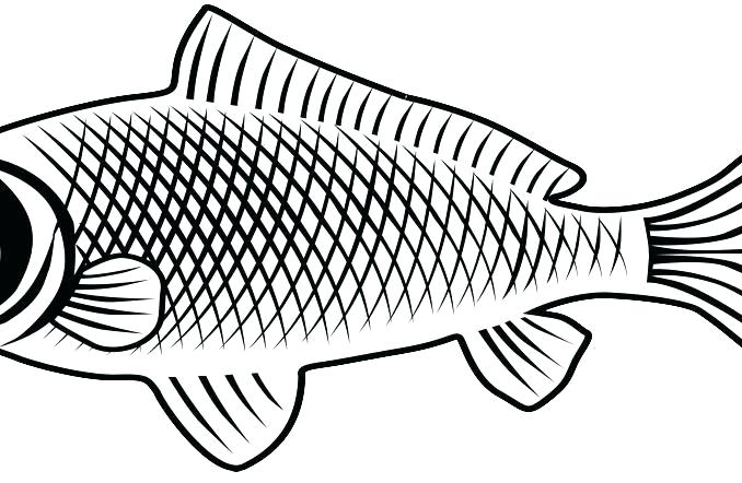 678x442 Outline Fish Simple Simple Fish Outline Drawing Autoinsurancegus