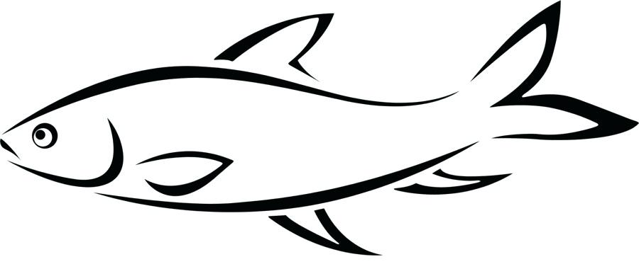 900x380 Drawing A Fish