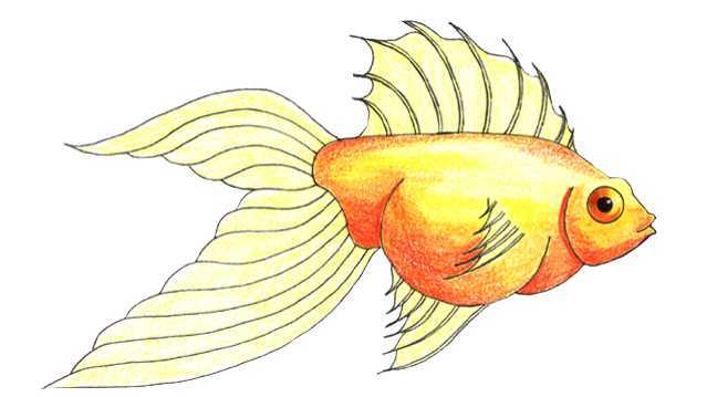 648x359 Colored Pencil Drawings Fish