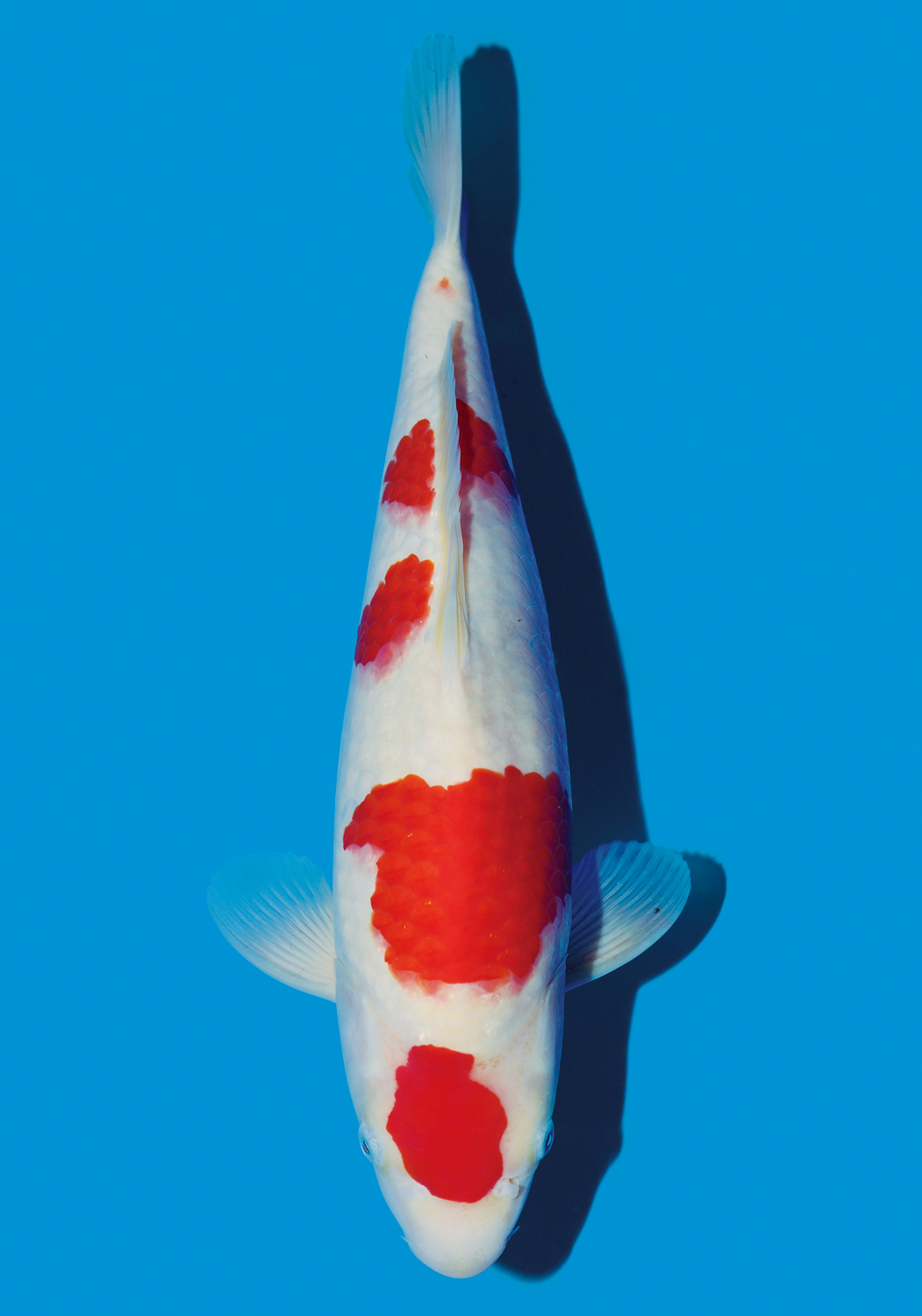 1051x1500 narita koi farms japan