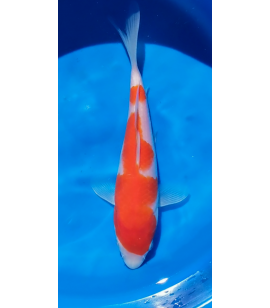 270x308 Uyeda Koi