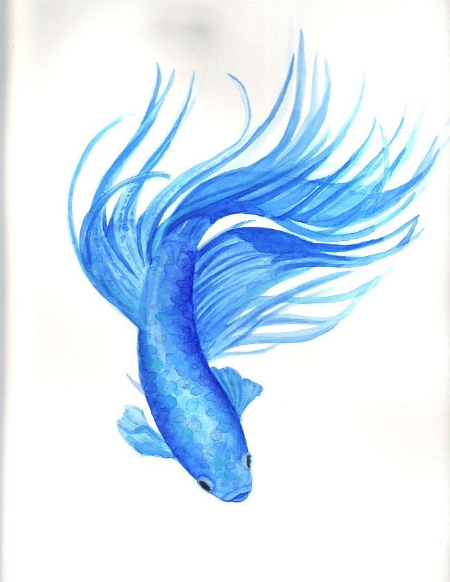 650x841 Koi Fish Tattoo Drawings