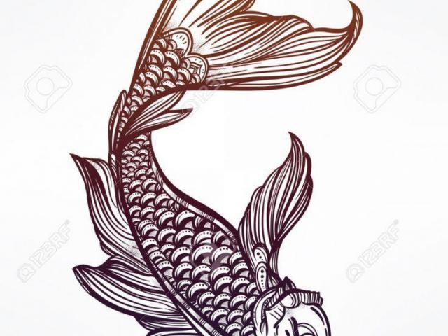 640x480 Drawn Koi Fish Free Clip Art Stock Illustrations