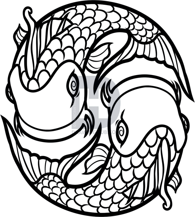 648x720 How To Draw Koi Fish, Step