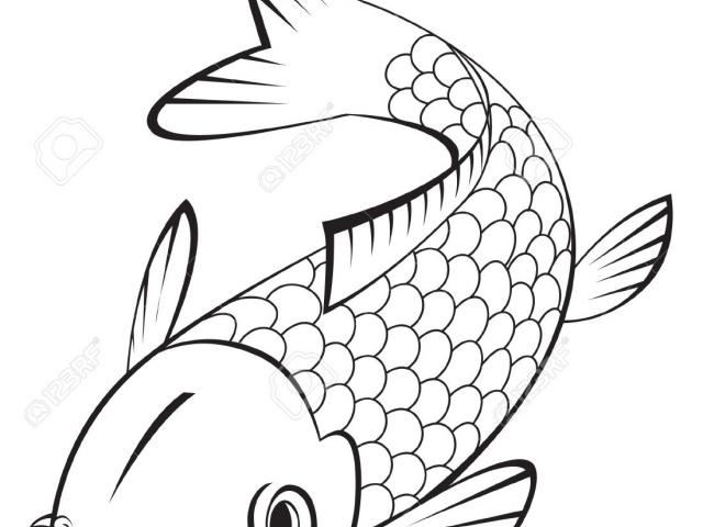 640x480 Koi Fish Clipart Free Clip Art Stock Illustrations