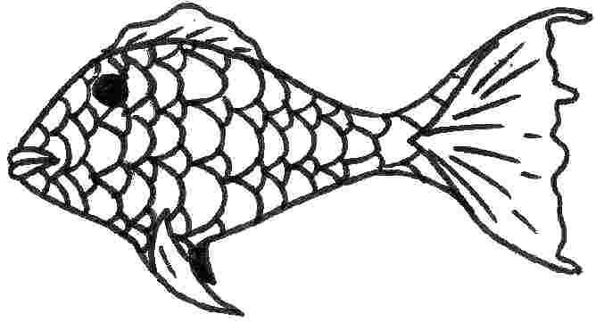 668x371 Simple Fish Drawing Drawing Easy Fish Easy Koi Fish Drawing