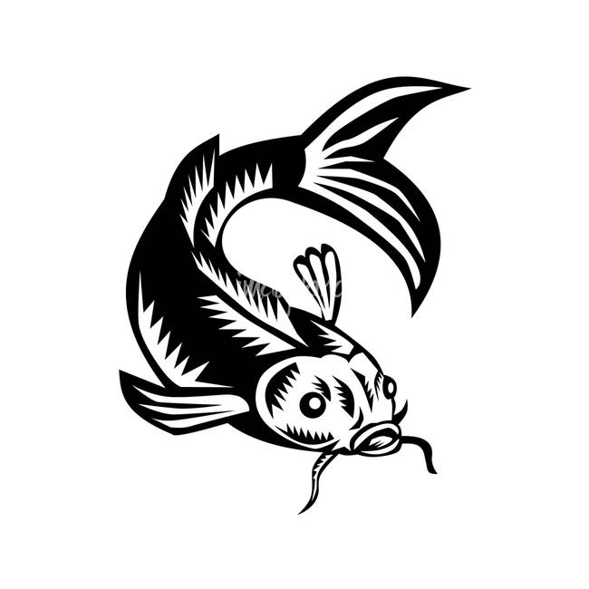 650x650 Common Carp Art