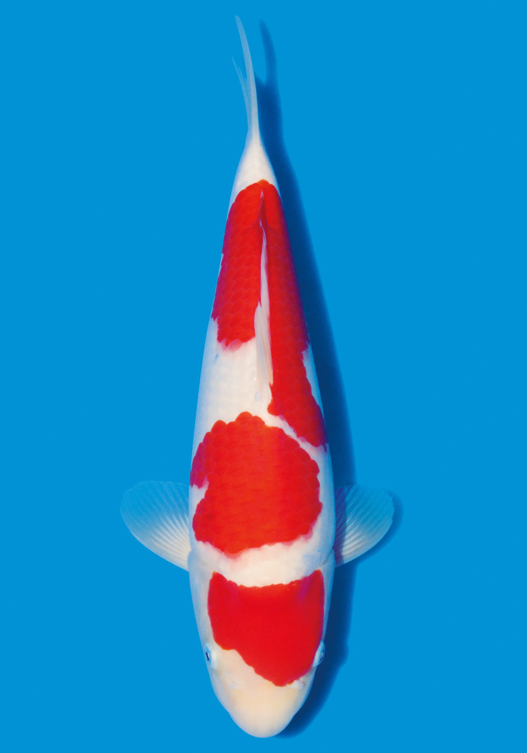 1051x1500 Narita Koi Farms Japan