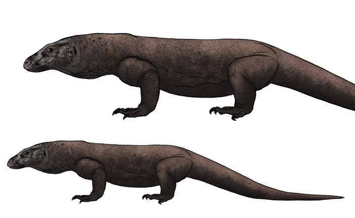 700x431 how to draw lizards