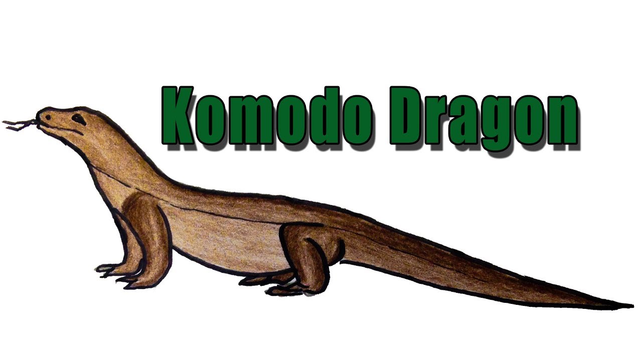 1280x720 How To Draw A Komodo Dragon