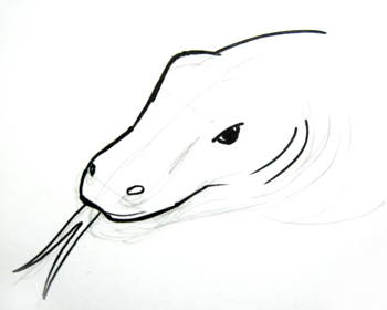 350x280 How To Draw A Komodo Dragon
