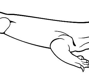 300x255 Download Online Coloring Pages For Free