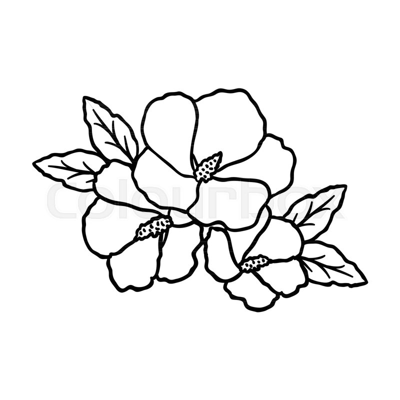 800x800 rose of sharon icon in outline style stock vector colourbox