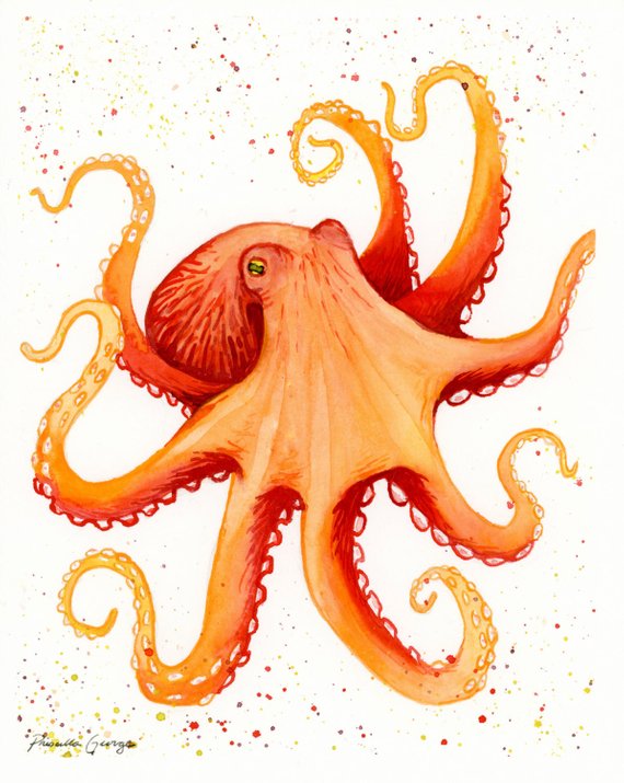 570x715 Octopus Art Print