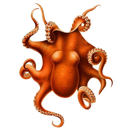 550x550 octopus vintage drawing antique ocean animal squid kraken posters