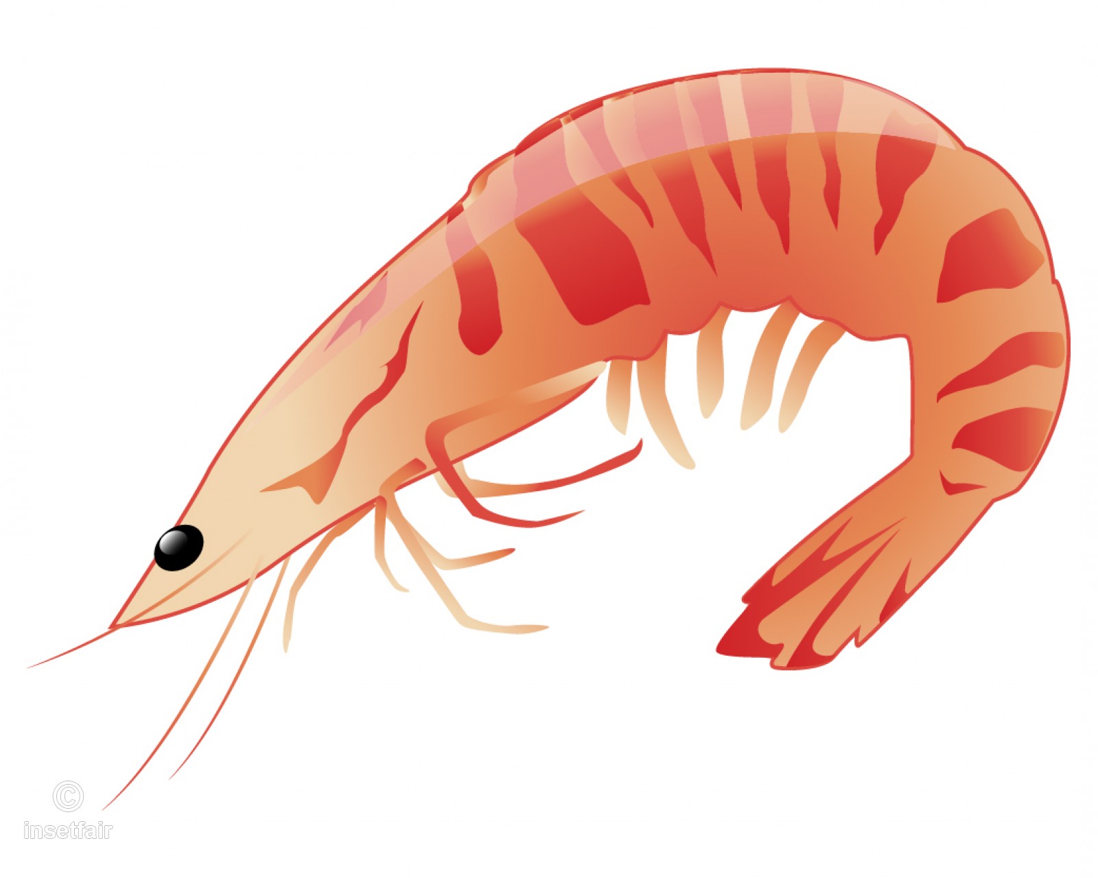 1600x1280 prawn fish cartoon vector drawing free