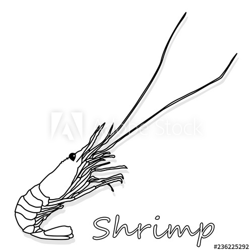 500x500 cooked prawn or tiger shrimp vector illustration monochrome