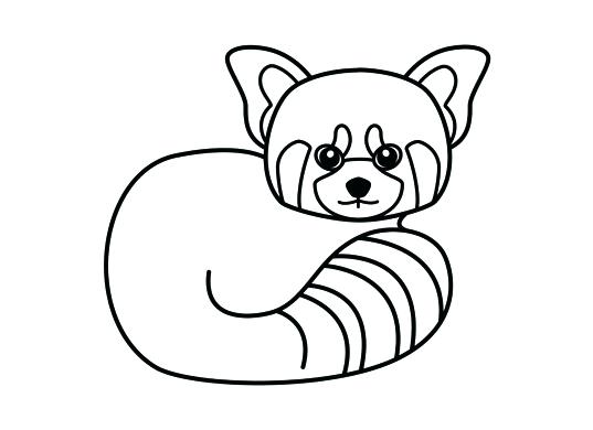 537x390 Panda Drawing Step