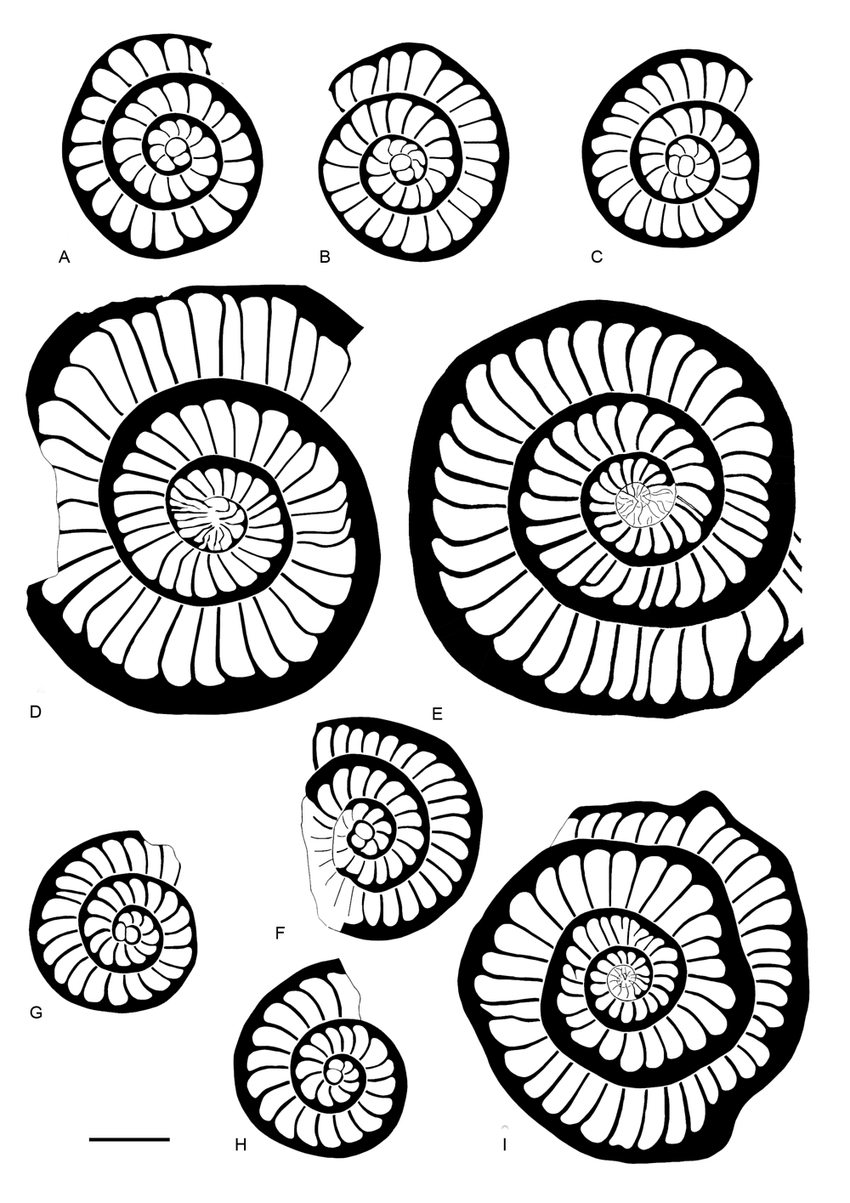 850x1203 Drawings Of Equatorial Sections Of Ranikothalia Soldadensis