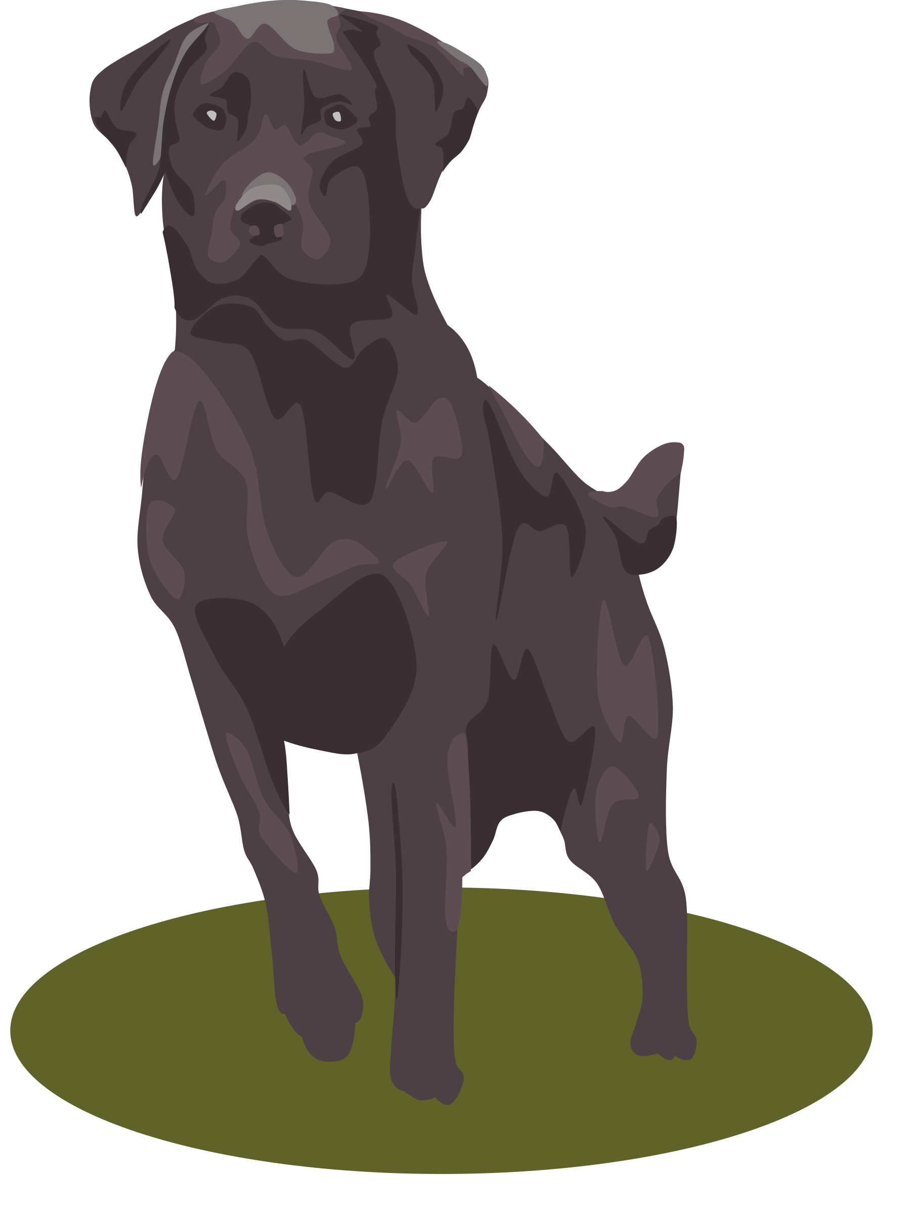 1809x2400 Collection Of Free Labrador Drawing Eye Download On Ui Ex