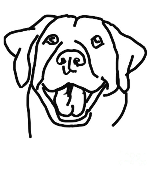 541x600 Labrador Dog Drawings