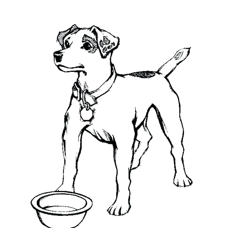 800x768 Realistic Dog Coloring Pages Pictures With Lab Auchmar