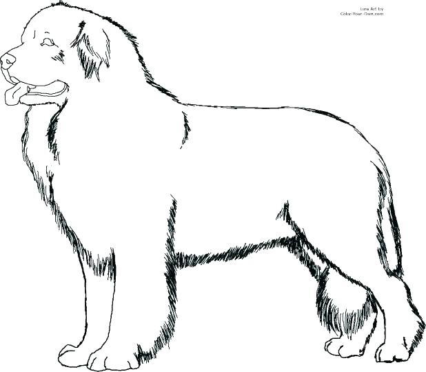 618x539 Yellow Lab Coloring Pages Labrador Coloring Pages Puppy Black