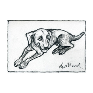 300x300 Black Lab Drawing