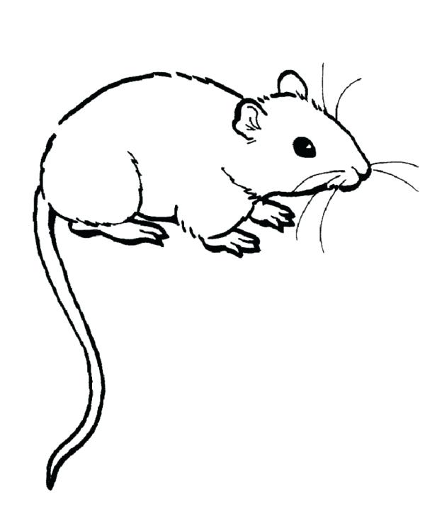 Lab Mouse Drawing