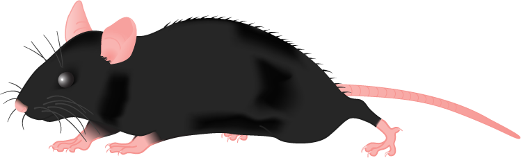 749x228 Mouse Clip Lab Transparent Png Clipart Free Download