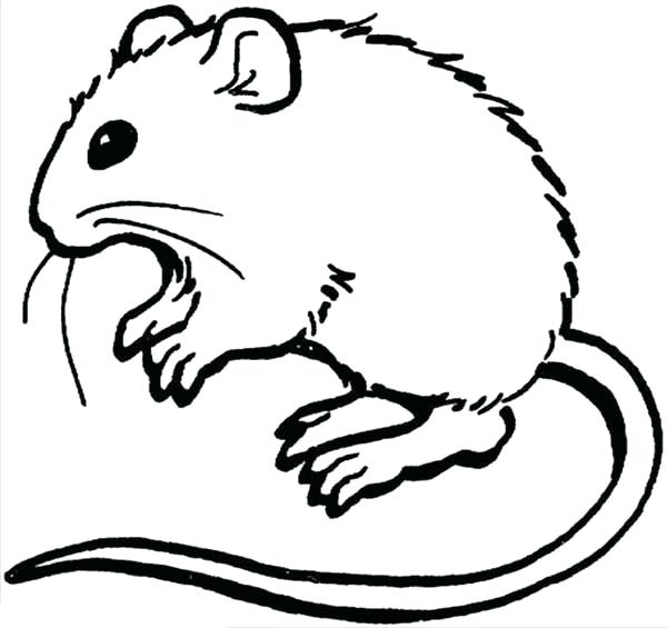 600x565 Rat Coloring Pages Learn About Mouse And Rat Coloring Pages Rat