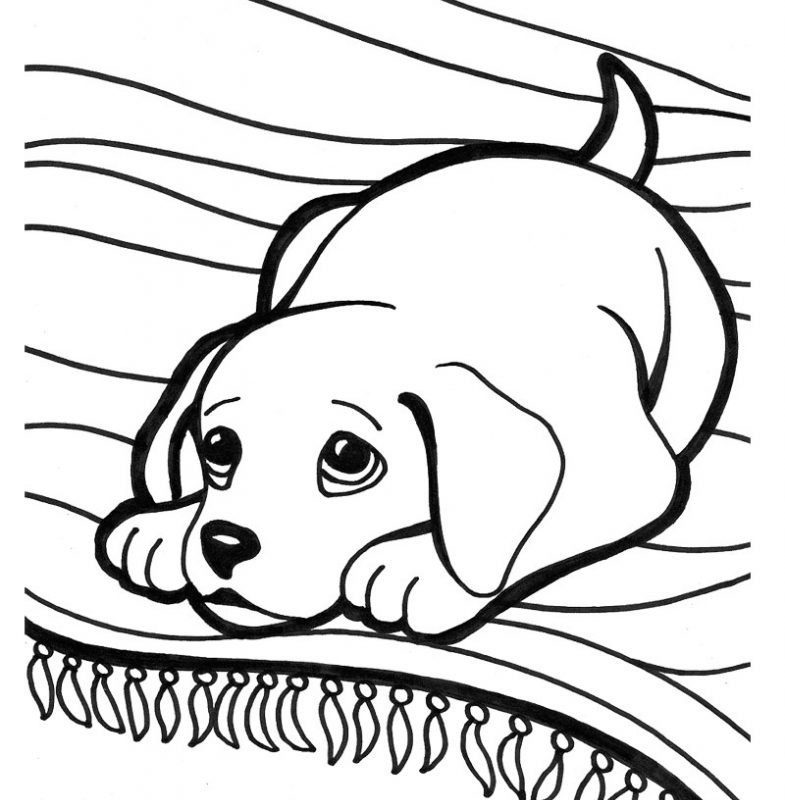 785x800 Golden Retriever Puppy Drawing At Getdrawingsm Free For Science