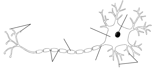 640x297 Free Neuron Clipart Drawing Label, Download Free Clip Art