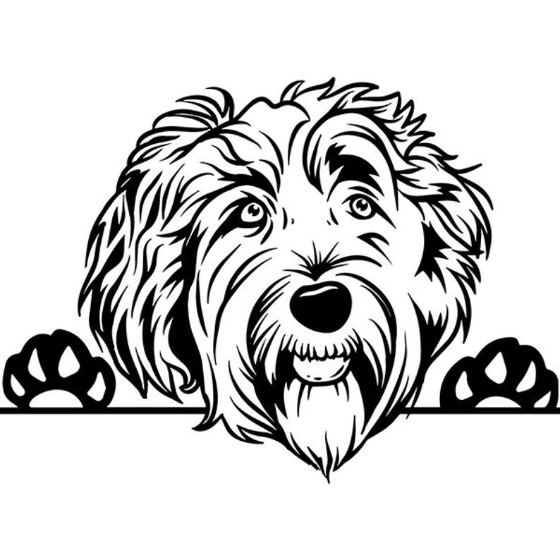 794x794 Labradoodle Peeking Dog Smiling Happy Breed Puppy K Etsy