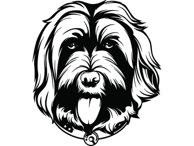 794x597 labradoodle smiling dog happy breed puppy k pedigree etsy