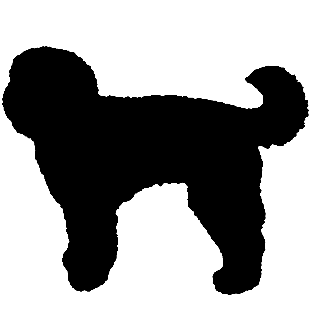 1000x1000 Labradoodle Drawing Water Dog For Free Download