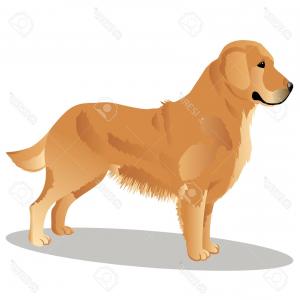 300x300 Photostock Vector Funny Cartoon Golden Retriever Drawing Cute Pet