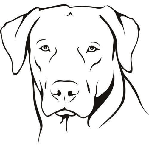 500x500 Details About Labrador Portrait Dogs Animals Wall Decal Art
