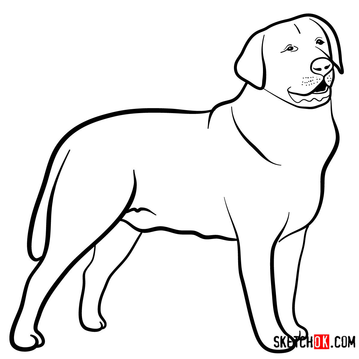 Labrador Dog Drawing | Free download on ClipArtMag